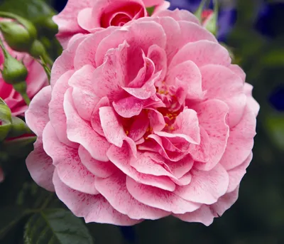 Produktbild von Dehner Rose Kletterrose Camelot®, Züchter Tantau, große gefüllte rosa Blüten, duftend, 15-30 cm, Topfware