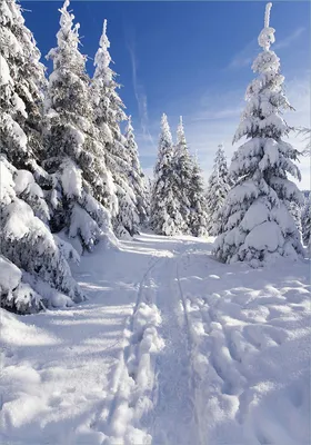 Produktbild von Wallario Poster - Wanderweg im Schnee, Kunstdruck Größe: 70 x 100 cm