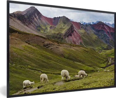 Produktbild von MuchoWow® MuchoWow® Gerahmtes Poster Alpaka - Hügel - Gras 90x60 cm - Poster mit zchwarzem Bilderrahmen - Fotorahmen - Foto-Plakat