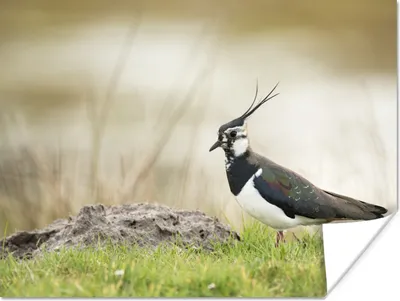 Produktbild von MuchoWow® Poster Vogel - Gras - Tiere - Natur - Kiebitz 160x120 cm - Foto Plakat