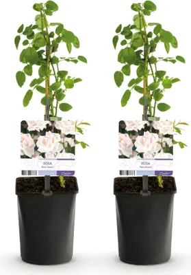 Image de Green boutiQ - Rosier grimpant - Rosa New Dawn - Fleurs rose pâle - Peu d'entretien - 2 plants - Pot de 11 cm - Hauteur 40 cm