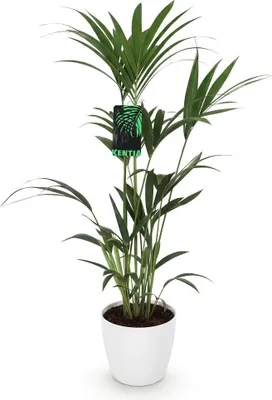 Produktbild von Howea Forsteriana Ø21cm 120-130cm Kentia Palme Zimmerpflanze mit weißem Topf