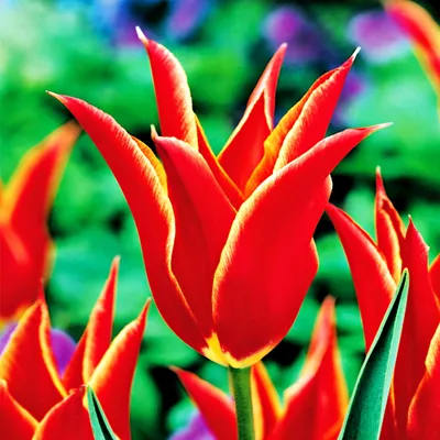Obrázok produktu pre Tulipány Cibuľky Cibuľky Kvety Tulipán Aladin s ľaliovými kvetmi 5 ks.
