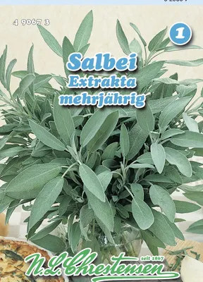 Artikelbild 1 von 'Salbei Extrakta' aus der Kategorie Salbeisamen