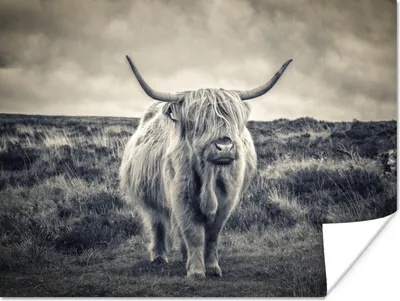 Produktbild von MuchoWow® Poster Schottischer Hochländer - Tiere - Wolken - Kuh - Natur 160x120 cm - Foto Plakat
