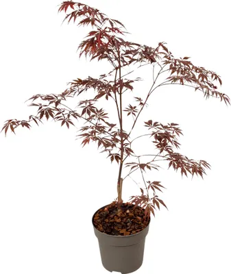 Produktbild von Japanischer Ahorn - Acer palmatum 'Black Lace' - Höhe 60-70cm - ⌀19cm