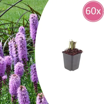 Zdjęcie produktu dla Liatris spicata | 60 sztuk - 10-25cm - Ø9cm - Roślina ogrodowa