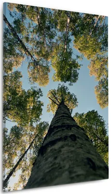 Produktbild von Wallario Premium Leinwandbild Birkenwald von unten betrachtet in Größe 60 x 90 cm