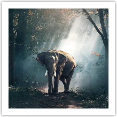 Produktbild von Poster - Poster ohne Rahmen - elefant natur - 60x60 cm - Wand Bild - Wanddeko - Wandbilder - Kunstposter - Wandposter - Bilder - Kunstdruck - Wanddekoration - Wandbild - P2XAC60x60-3972