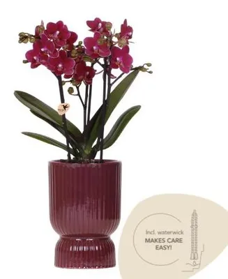 Obrázok produktu pre Fialová orchidea s červeným kvetom v kvetináči s priemerom 9 cm, kvitnúca rastlina priamo od pestovateľa, vrátane zavlažovacieho knôtu, Phalaenopsis do interiéru alebo kancelárie, tip na darček