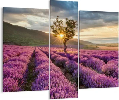 Produktbild von Bild auf Leinwand - Leinwandbild - Lavendel Berge Feld - 95x80cm - Wand Bild - Wanddeko - Wandbilder - Leinwanddruck - Bilder - Kunstdruck - Wanddekoration - Leinwand bilder - Wandkunst - CB95x80-3645