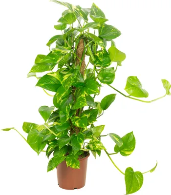 Produktbild von Efeutute mit Moosstab – Luftreinigend, elegant & unkompliziert - Epipremnum aureum - ca. 75 cm hoch, Topf-Ø 19 cm