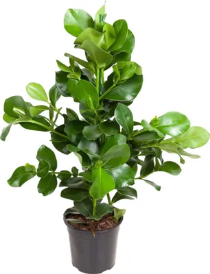 Zdjęcie produktu dla Clusia Rosea - 100 cm - Ø24