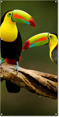 Produktbild von MuchoWow® 80x160 cm Outdoor-Poster Gartendeko Sichtschutz Garten Poster für den Garten  Vögel - Tukan - Zweig - Tiere - Regenbogen