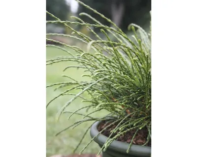 Produktbild von Zwerg-Lebensbaum Botanico Thuja plicata 'Whipcord' H 25 cm Co 3,7 L