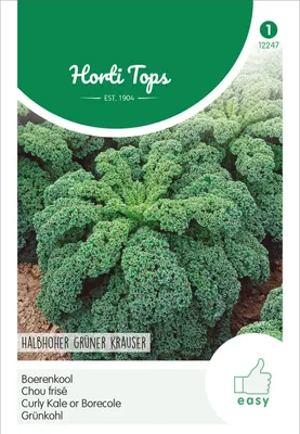 Produktbild von Grünkohl Halbhoher Grüner Krauser | Grünkohlsamen von Hortitops