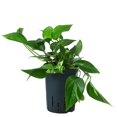 Produktbild von Dehner Efeutute, Epipremnum aureum, rankend, zweifarbig, Hydrokultur, 25-30 cm inkl. Pflanztopf, Ø Topf 15 cm, Zimmerpflanze