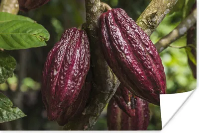 Produktbild von MuchoWow® Poster Rote Kakaobohnen in den Schoten im Dschungel von Peru 90x60 cm - Schlafzimmer