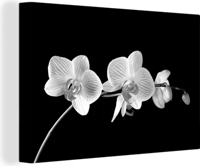 Zdjęcie produktu dla OneMillionCanvasses® - Obrazy na płótnie - 140x90 cm, Orchidea - Kwiaty - Czarny - Różowy - Guziki, Dekoracja ścienna - Zdjęcie na płótnie - Obraz na drewnianej ramie