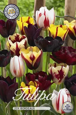 Immagine prodotto di Tulipani Bordeaux (20 pezzi) | Bulbi di tulipano di Sam van Schooten