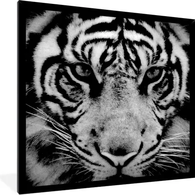 Produktbild von MuchoWow® Gerahmtes Poster Sumatra-Tiger vor schwarzem Hintergrund in schwarz und weiß 40x40 cm - Poster mit Schwarzem Bilderrahmen Wandposter Rahmen Foto Bilder - Mit Rahmen - Wanddekoration Schlafzimmer