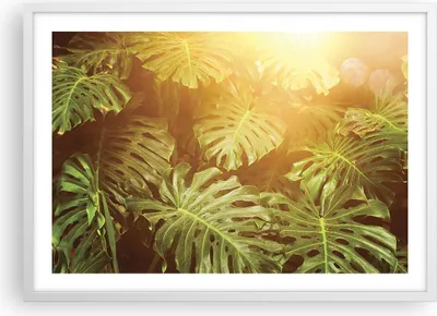 Produktbild von Gerahmtes Poster - Weißer Rahmen - Blätter Monstera Licht - 70x50 cm - Wand Bild - Wanddeko - Wandbilder - Kunstposter - Wandposter - Bilderrahmen - Bilder - Kunstdruck - P2WAA70x50-4540