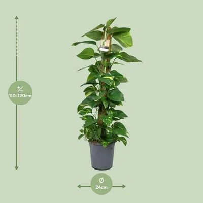 Produktbild von Efeutute Scindapsus Epipremnum Zimmerpflanze Ø24cm 120cm pflegeleicht Deko Büro