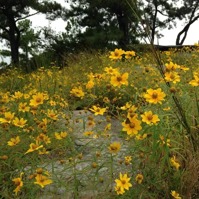 Image de Tournesol de Porter (Helianthus porteri) - 10 graines
