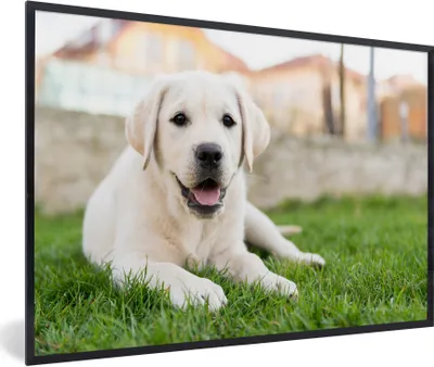 Produktbild von MuchoWow® Gerahmtes Poster Weißer Labrador Retriever im Gras liegend 90x60 cm - Poster mit Schwarzem Bilderrahmen Wandposter Rahmen Foto Bilder - Fotorahmen - Foto-Plakat