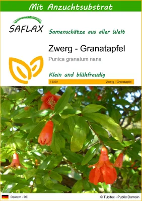 Produktbild von SAFLAX - Zwerg - Granatapfel - Punica granatum nana - 50 Samen - Mit keimfreiem Anzuchtsubstrat