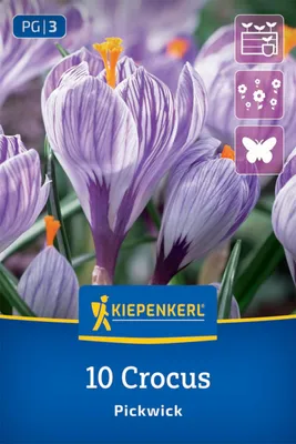 Produktbild von Kiepenkerl Großblumiger Krokus Pickwick lila 10 Stück