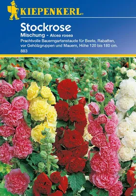 Produktbild von Kiepenkerl Stockrosensamen Mischung