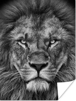 Produktbild von MuchoWow® Poster Tiere - Löwe - Schwarz - Weiß - Porträt 90x120 cm - Wohnzimmer