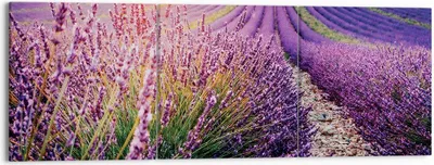 Produktbild von Bild auf Leinwand - Leinwandbild - 3 Teile - Feld Lavendel Sonne - 150x50cm - Wand Bild - Wanddeko - Wandbilder - Leinwanddruck - Bilder - Wanddekoration - Leinwand bilder - Wandbild - CA150x50-4703