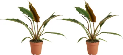Produktbild von 2x Philodendron Bipinnatifidum Choco Empress P12 H25