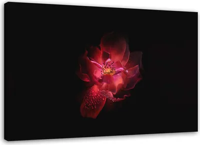Produktbild von Leinwandbild nachtblume 90x60 cm Feeby rosa wandbild bereit zum aufhängen