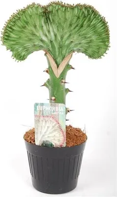 Obrázek produktu pro EUPHORBIA Lactea CRISTATA 30-35 cm ZELENÁ pokojová rostlina Kaktusy Sukulenty Hřebenovité Vlnité Jedinečné unikáty svého druhu