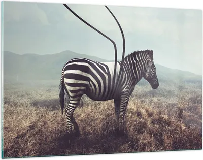 Produktbild von Bilder auf glas - Zebra Tier Wiese - 120x80cm - Glasbilder - Wandbilder - Kunstdruck - zum Aufhängen bereit - Wanddekoration aus Glas - Glas Bilder - Wandbild auf Glas - Einteilig - GAA120x80-3959