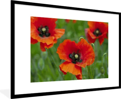 Produktbild von MuchoWow® Gerahmtes Poster Nahaufnahme von roten Mohnblumen 90x60 cm - Poster mit Schwarzem Bilderrahmen Wandposter Rahmen Foto Bilder - Wanddekoration - Fotos