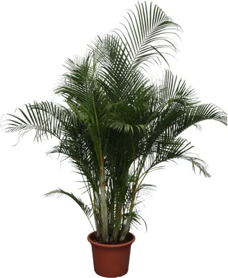 Zdjęcie produktu dla Złota palma owocowa - Dypsis Lutescens - Palma Areca - Roślina domowa - 280cm - ø50cm