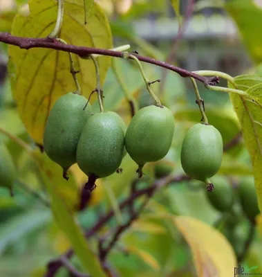 Produktbild von Kiwipflanze selbstfruchtend Issai Mini Kiwi winterhart glattschalig 60-100 cm