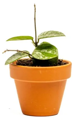 Produktbild von Gardners Hoya Mathilde Splash, Durchmesser 6 cm