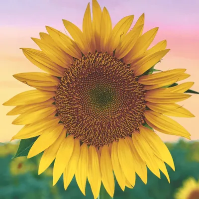 Produktbild von 20 Servietten Golden Glow - Erwachende Sonnenblume 33x33cm