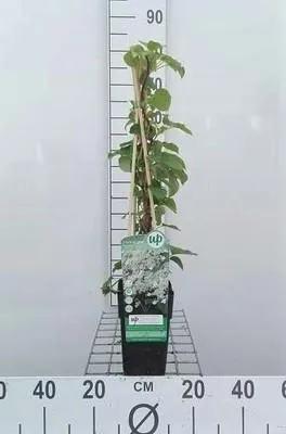 Produktbild von Hydrangea anomala 'Petiolaris' - Efeu-Hortensie 50-60 cm | Topf