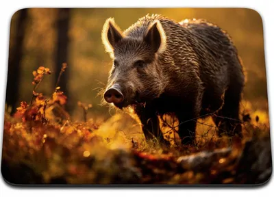 Image de PODKŁADKA POD MYSZKĘ 24 x 20 - ZWIERZĘTA DZIKIE LEŚNE DZIK