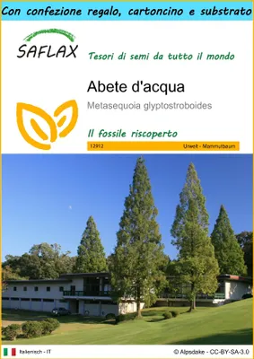 Immagine prodotto di SAFLAX Set regalo - Abete d'acqua  - 60 semi - Metasequoia