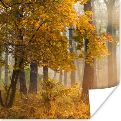Produktbild von MuchoWow® Poster Herbstbäume im nebligen Wald 50x50 cm - Wohnzimmerdekoration