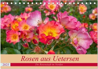 Produktbild von Rosen aus Uetersen (Tischkalender 2025 DIN A5 quer), CALVENDO Monatskalender
