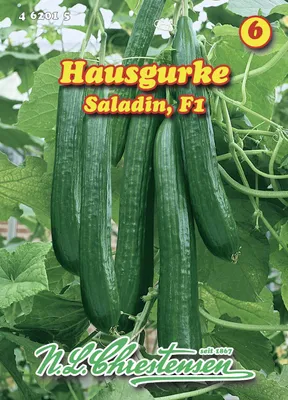 Artikelbild 1 von 'Hausgurke Saladin F1' aus der Kategorie Gurkensamen