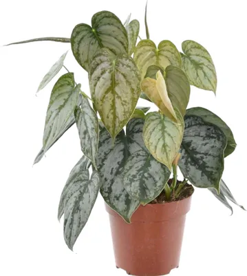 Produktbild von Trendyplants - Philodendron Brandtianum - Zimmerpflanze - Höhe 25-45 cm - Topfgröße Ø12cm